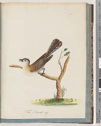 Sivu 60. Tuntematon lintu. Turdus cyanocephalus. Sinipäinen sammas