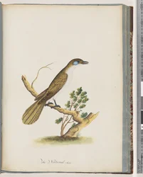 Sivu 61. Sinipäinen Honeyeater. Turdus cyanoris. Siniposkinen sammas