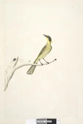 Sivu 69. Luonnollinen koko. Iris epävarma keltainen, tuftainen hunajakämpi Lichenostomus melanops, 1791-92
