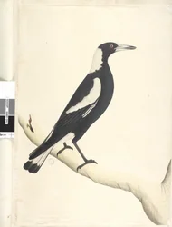 Sivu 6. Barita. otsikon yläpuolella eri kädessä toukokuussa. Luonnollinen koko Musta, Tausta Harakka Gymnorhina tibicen, 1791-92