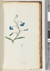 Sivu 72. Lobelia