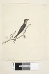 Sivu 76. Hirundo. alemmassa keskellä eri kädessä tammikuu Luonnonkoko Tervetuloa Pääskynen Hirundo neoxena, 1791-92