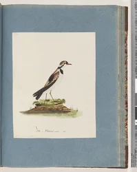 Sivu 79. Mustarintainen Dotterel. Charadrius Hiaticula