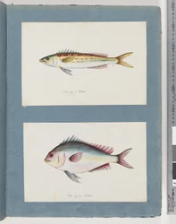 Sivu 7. Tuntematon kala. 8. Tuntematon kala