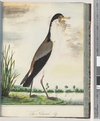 Sivu 80. Naamiopiiri tai Spur, siivekäs Plover
