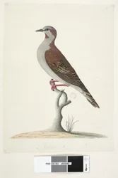 Sivu 83. Pronssisiivekäs kyyhkynen. alempana keskellä eri kädessä Luonnollinen koko Harja Bronzewing Pigeon Phaps elegans, 1791-92