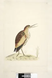 Sivu 90. Ardea. alareunaa pitkin eri kädessä Piirustuksen ottaman linnun koko, joka pystyi ojentamaan kaulaansa neljä senttiä pituudeltaan Pikkukarvas Ixobrychus minutus, 1791-92
