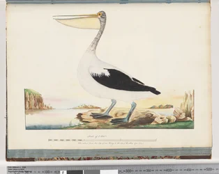 Sivu 92. Australian Pelican