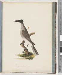 Sivu 95. Noisy Friarbird. Nuppi edessä Honeyeater