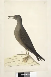 Sivu 97. Norfolkin saaren lintu, jota kutsutaan yleisesti lampaanlinnuksi, piirretty luonnollisen kokoinen kiila, Tailed Shearwater Puffinus Pacificus, 1791-92