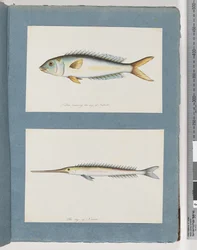 Sivu 9. Tuntematon kala. 10. Tuntematon kala