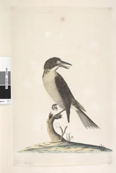 Sivu 9. Vanga. vasemmassa yläkulmassa eri kädessä heinäkuu, luonnollinen koko Harmaa Butcherbird Cracticus torquatus naaras, 1791-92