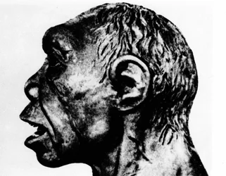 Esihistoria: Broken Hill -miehen (profiilikasvot) uudelleenesitys Schultzin mukaan.