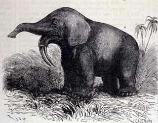 Esihistoria: Dinotheriumin esitys, pachynahkatyyppi.