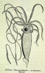 Esitys Architeuthis Harveyistä, jättiläiskalmarista.