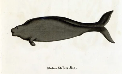 Rhytina Stelleri kutsui myös merilehmää Stelleriksi, näyte katosi 1700-luvulla.