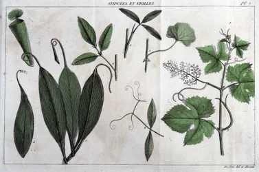Stipulit ja lonkerot: kirjassa "" Flora Françoise tai lyhyt kuvaus kaikista Ranskassa luonnollisesti kasvavista kasveista, jotka on järjestetty uuden analyysimenetelmän mukaan, johon lainataan niiden vähiten yksiselitteisiä hyveitä lääketieteessä ja niiden