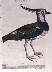 Conrad Gesner (1516 - 1565), Tiguri, The Lapwing in Historia Animalium
