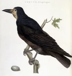 Raven Frugilegus - luonnonhistoriallinen taulu