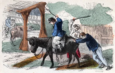 Aasi maatilalla. 1800-luvun kuvitus. Bianchetti kokoelma.