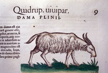 Vuohi Historiae animaliumin mukaan kirjoittanut Konrad Gesner, Tiguri