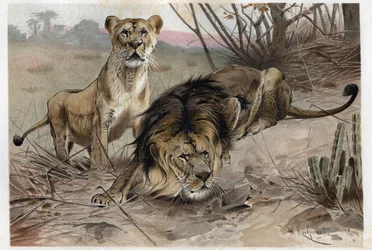Leijona (Panthera leo) - kaiverrus Alfred Edmund Brehmin (1829-1884) "Brehmin elämästä eläinten elämästä"