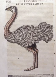 Strutsi - Konrad Gesnerin, Tigurin, Historiae animaliumista