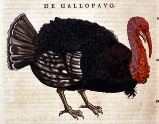 Kalkkuna Conrad Gesnerin Historia Animalium -teoksen mukaan, Tiguri 1560. Biblioteca Nazionale Braidense. Milano
