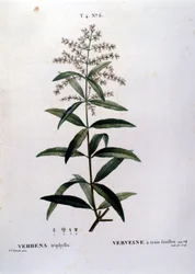 Verbena. 1800-luvun kaiverrus.