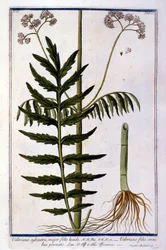 Valerian. 1700-luvun kaiverrus.