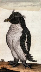 Zoologinen kartta, joka kuvaa Albatross-perheen Diomedea-lintua. Kaiverrus 1700-luvulta