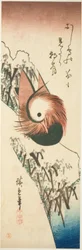Mandariiniankka lumisella rannalla