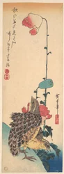 Viiriäispari ja unikkoja