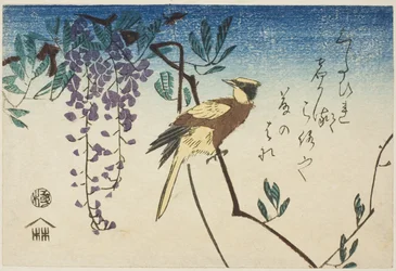 Mustanaped oriole ja wisteria