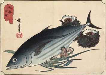 Bonito ja Top Shells, 1800-luvun alku
