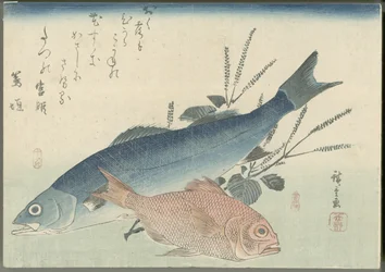 Japaninmeriahven, kultasilmämerilahna ja shisokasvi