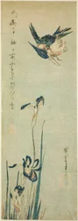 Kingfisher ja iiris