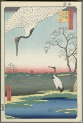 Minowa, Kanasugi ja Mikawashima