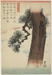 Pine Tree, 1837-1844 (värillinen puupainatus)