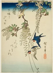 Pääskynen, keltainen lintu ja wisteria