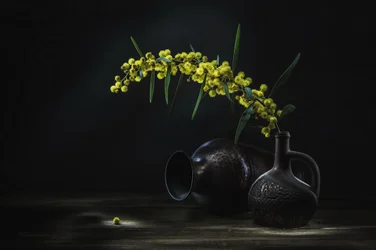 Keltainen mimosa - asetelma