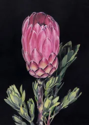 Eksoottinen vaaleanpunainen protea