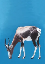 Laitumella laiduntava blesbok-antilooppi