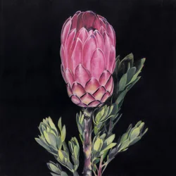 Upea vaaleanpunainen protea