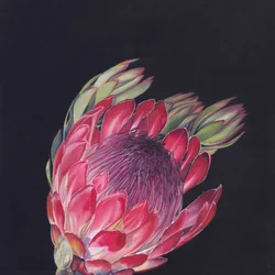 Kirkkaan vaaleanpunainen protea
