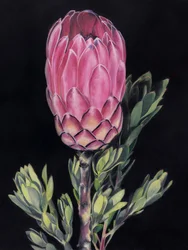 Kirkkaan vaaleanpunainen protea