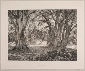 Metsän sisätilat