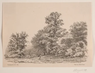 Metsän reuna
