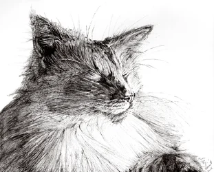 Monty cosy boy, 2015, (muste paperille)