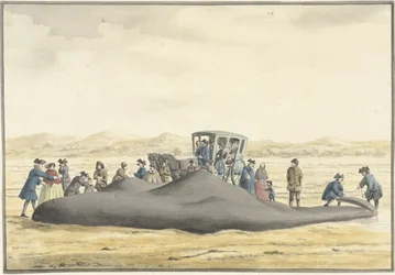 Kaskelovalas huuhtoutunut rannalle Zandvoortin ja Wijk aan Zeen välissä, 20. helmikuuta 1762, takaa katsottuna